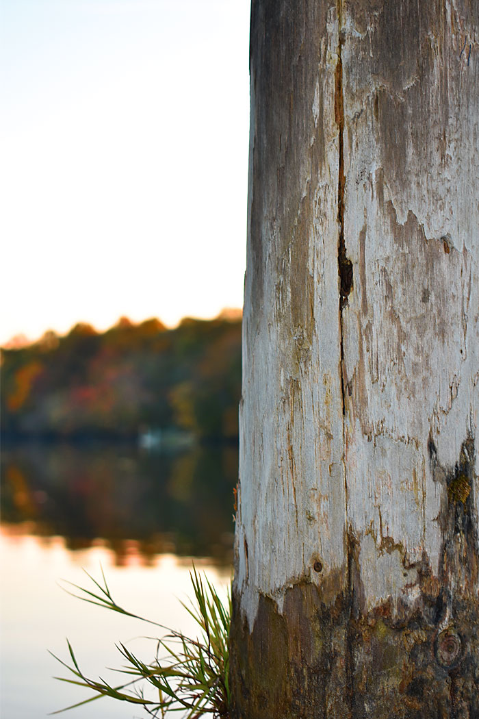 wooden post along a river bank